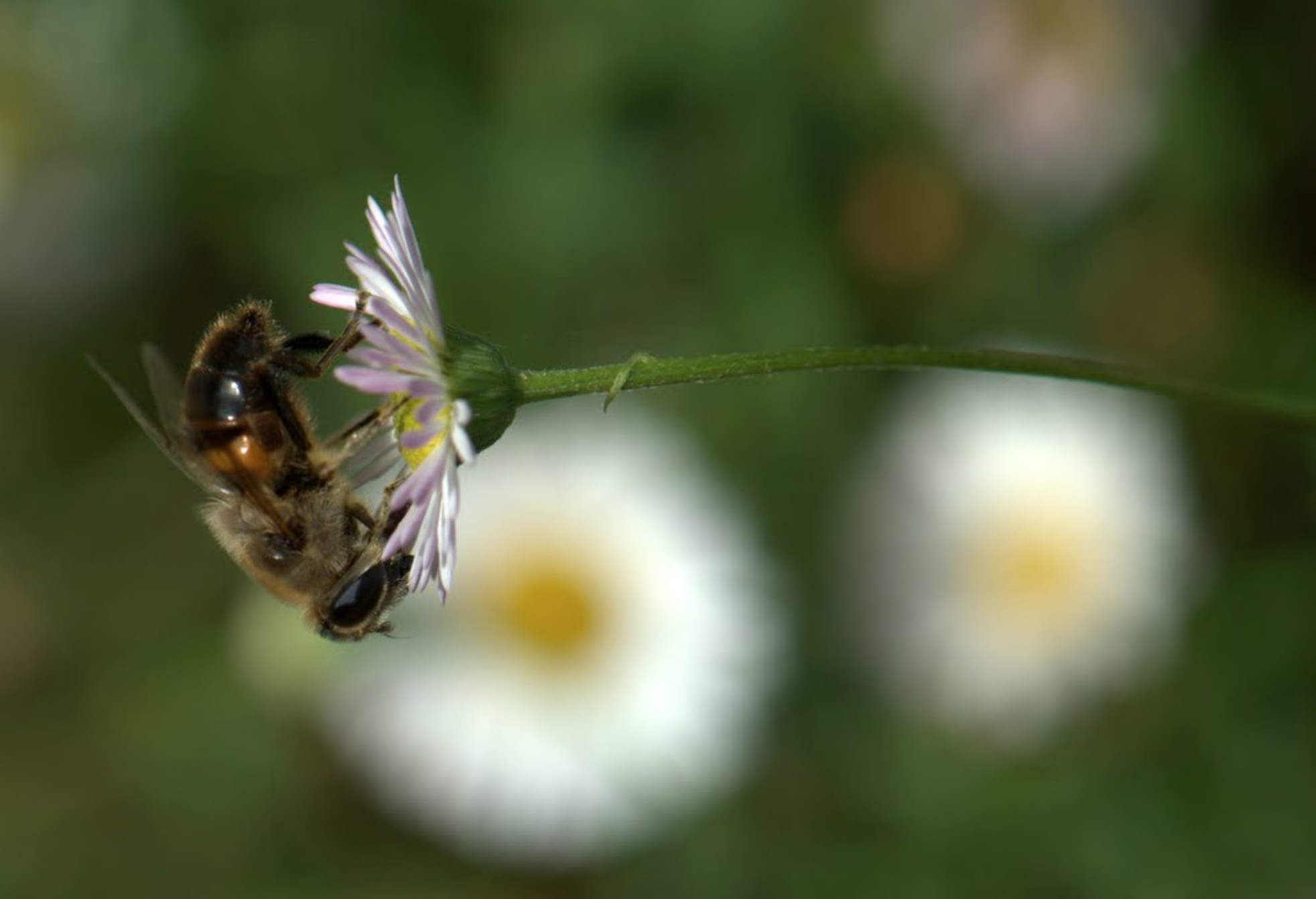 La justice annule l’autorisation de 2 insecticides tueurs d'abeilles